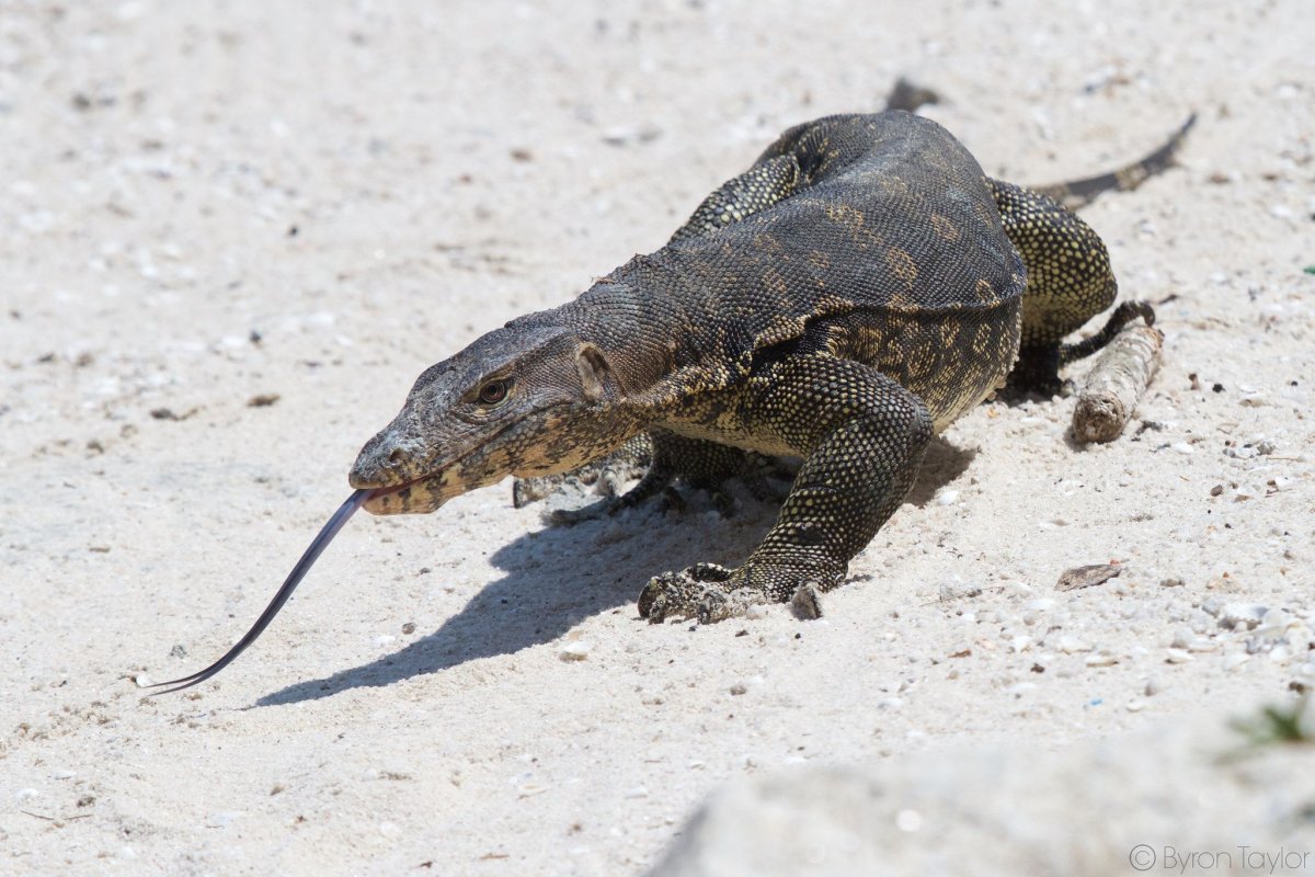 Варан Кобра