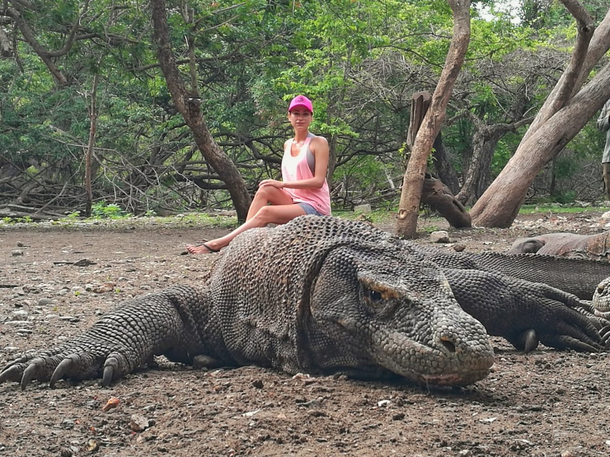 Вараны острова Комодо