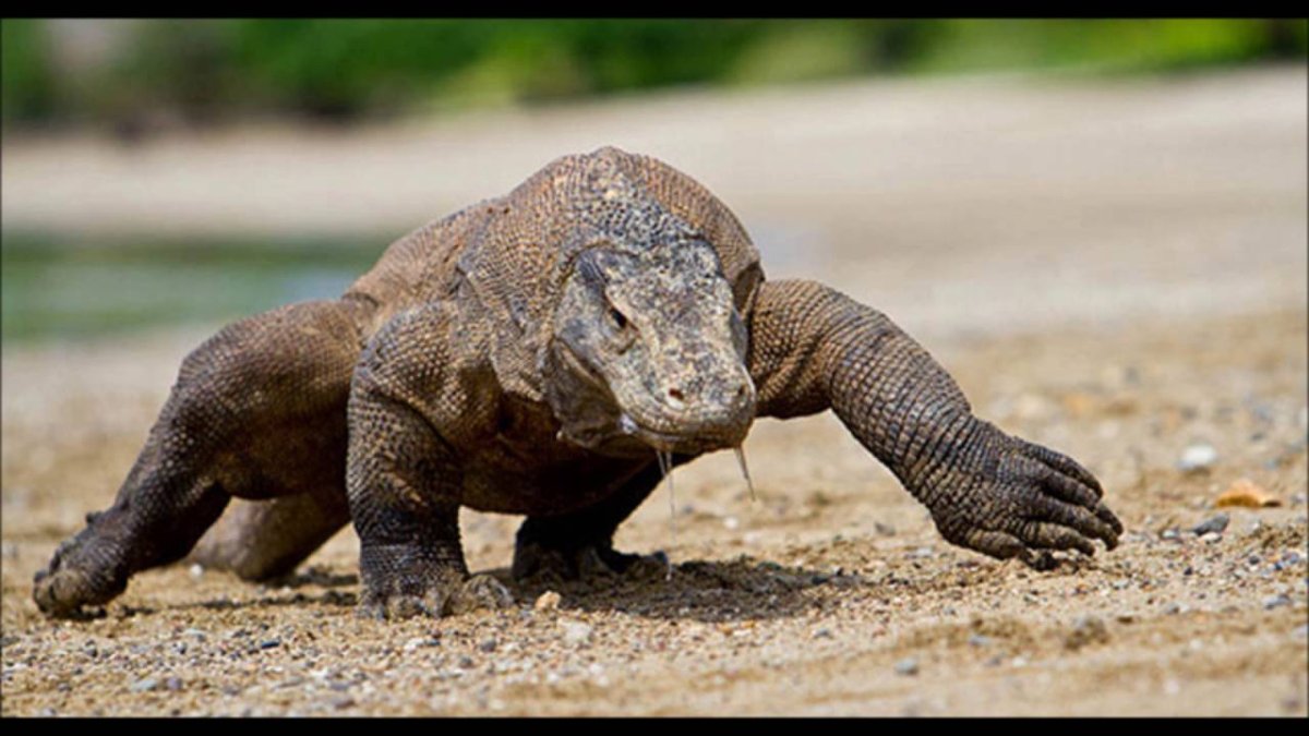 Комодские вараны ум