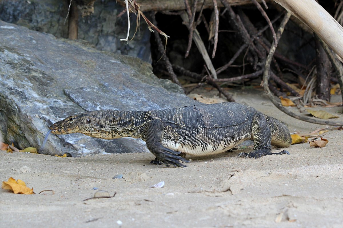 Варан в Таиланде