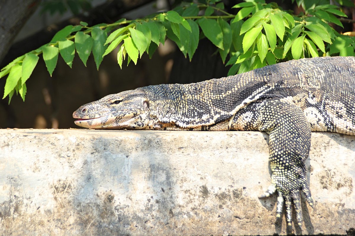 Вараны в Тайланде