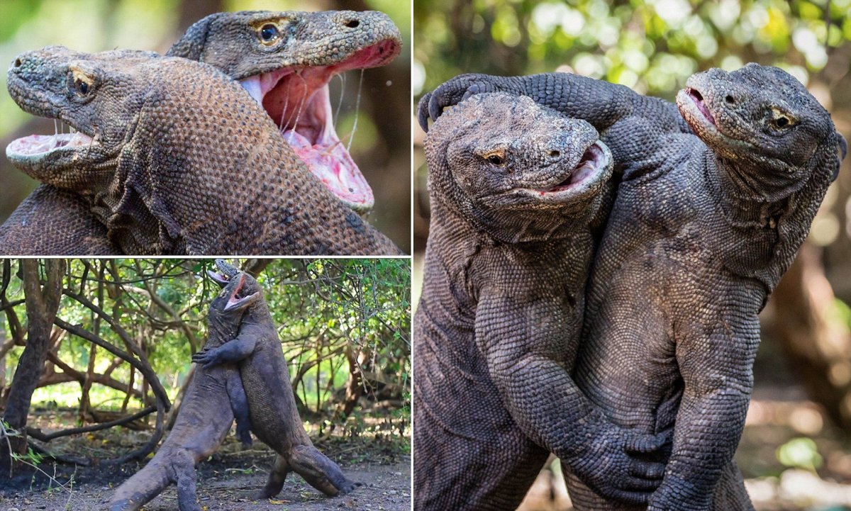 Варан Комодо фурри