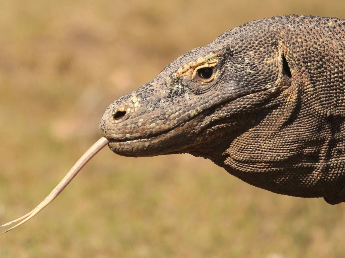 Varanus bengalensis