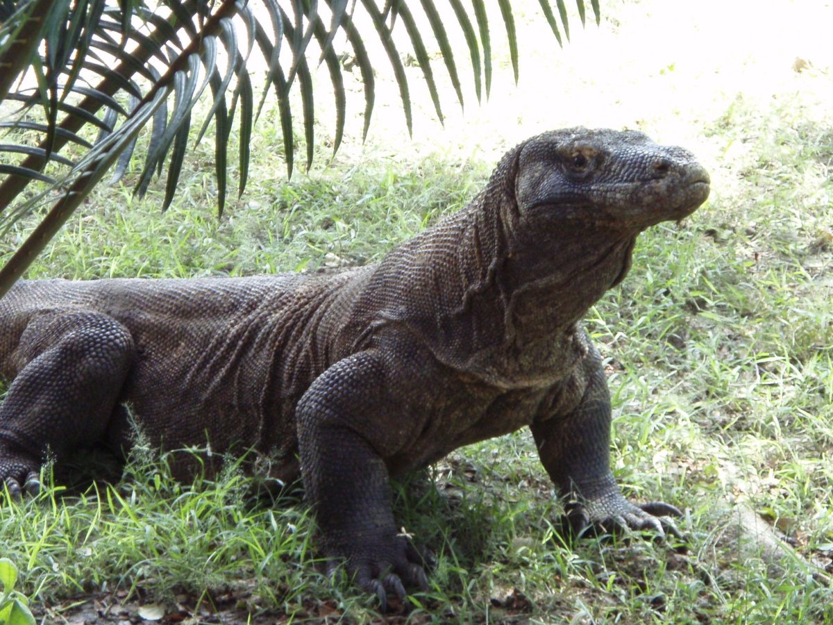 Комодский Варан Раро