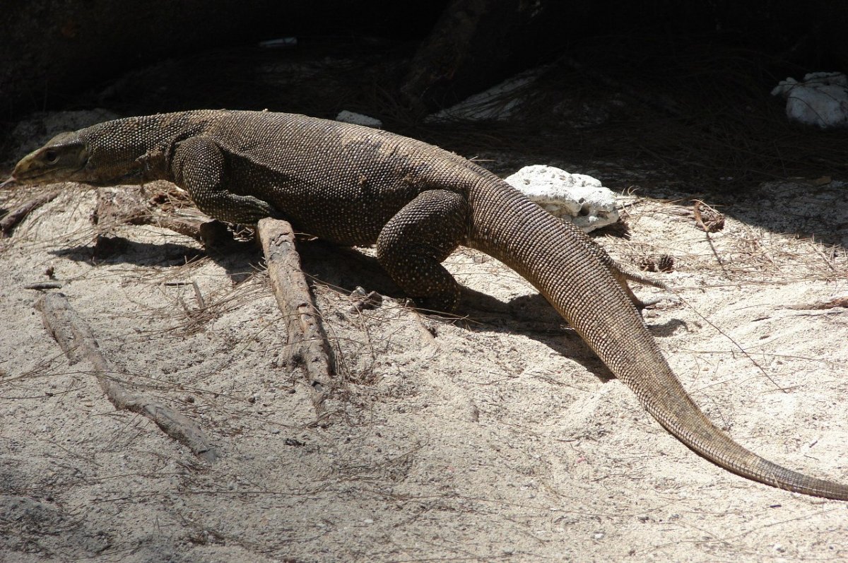 Вараны в Тайланде
