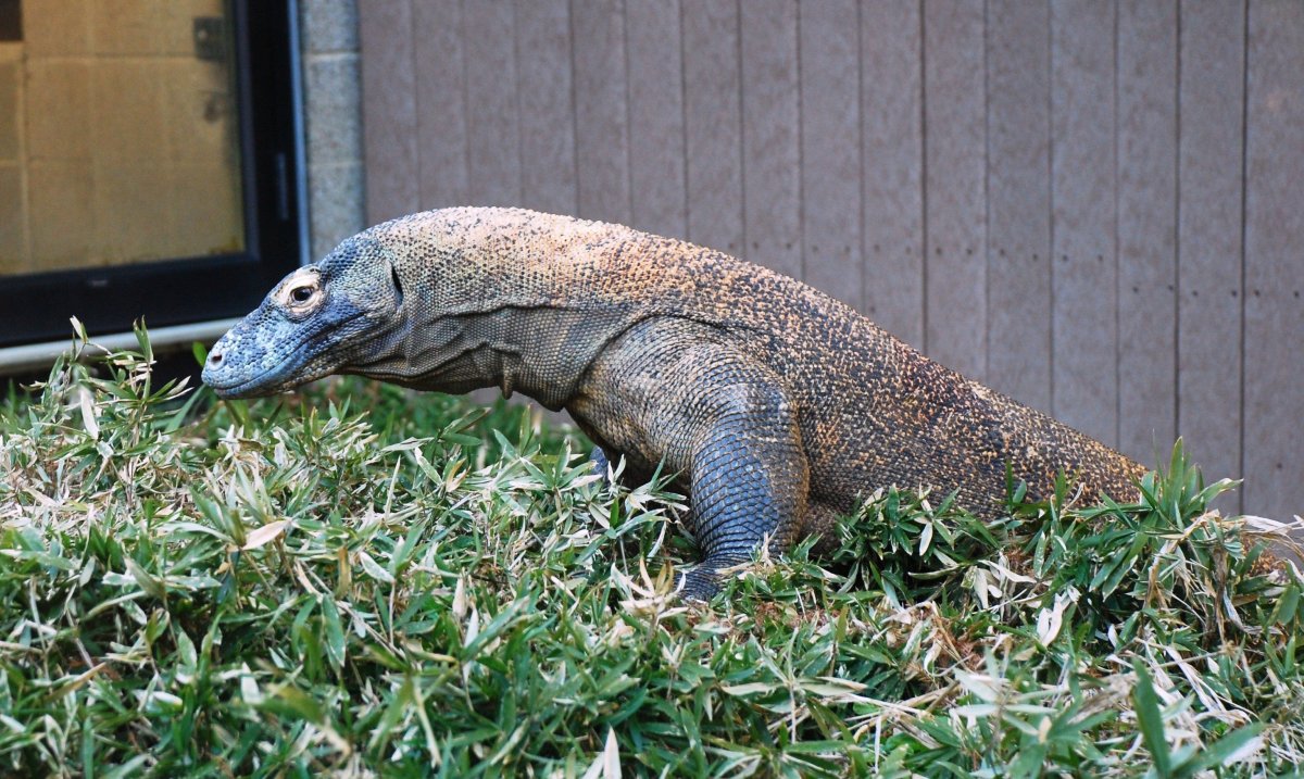 Комодский Варан