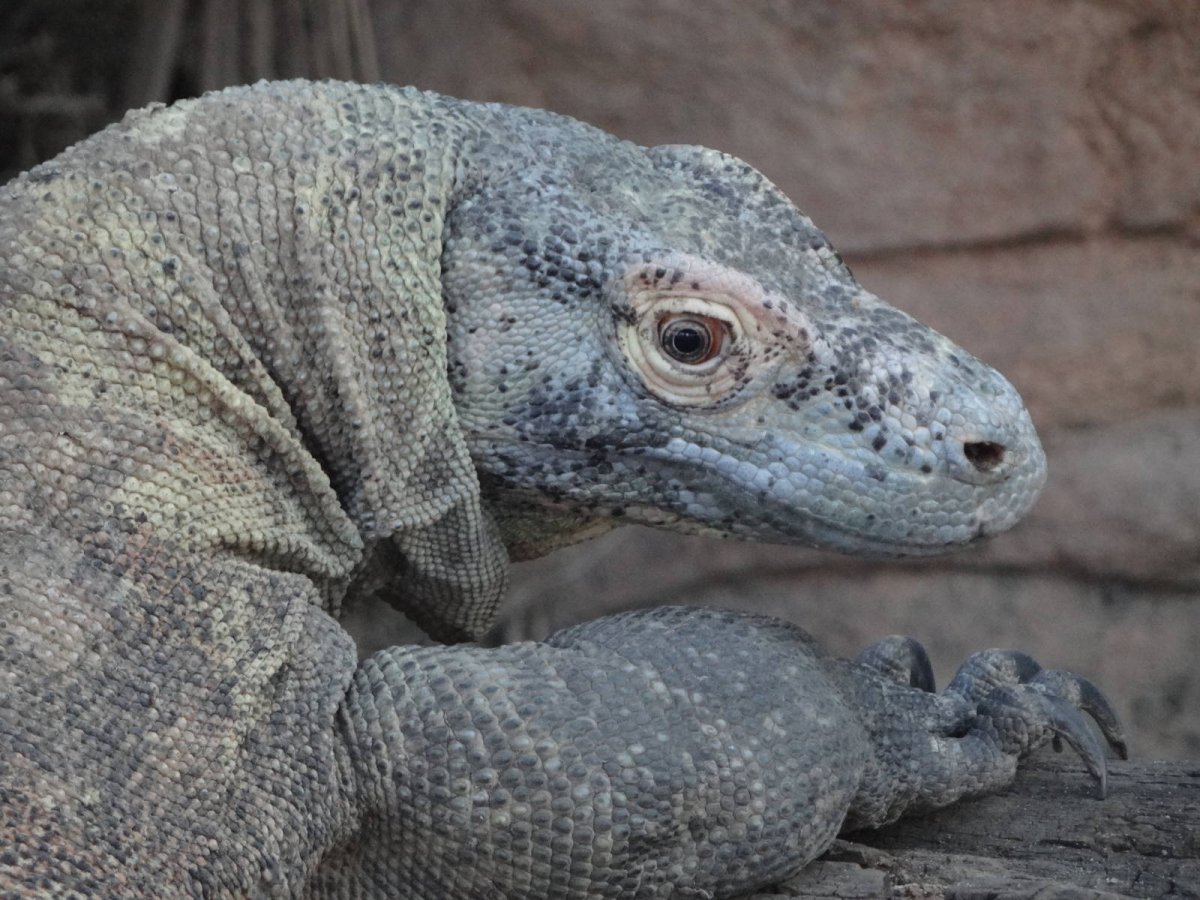 Телосложение рта комодского варана