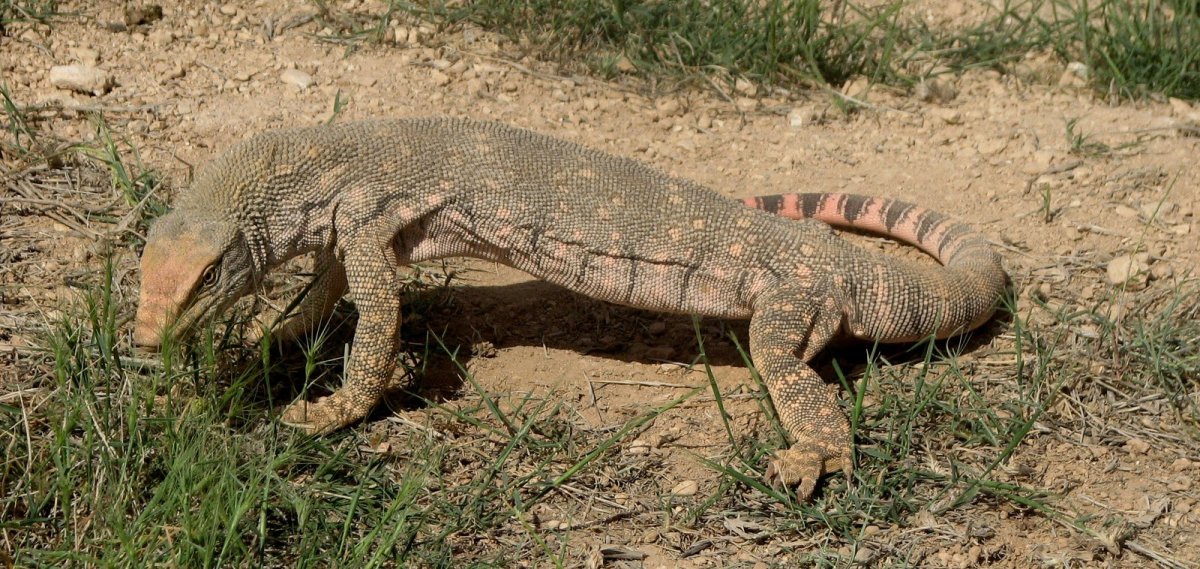 Пёстрый Варан Varanus varius