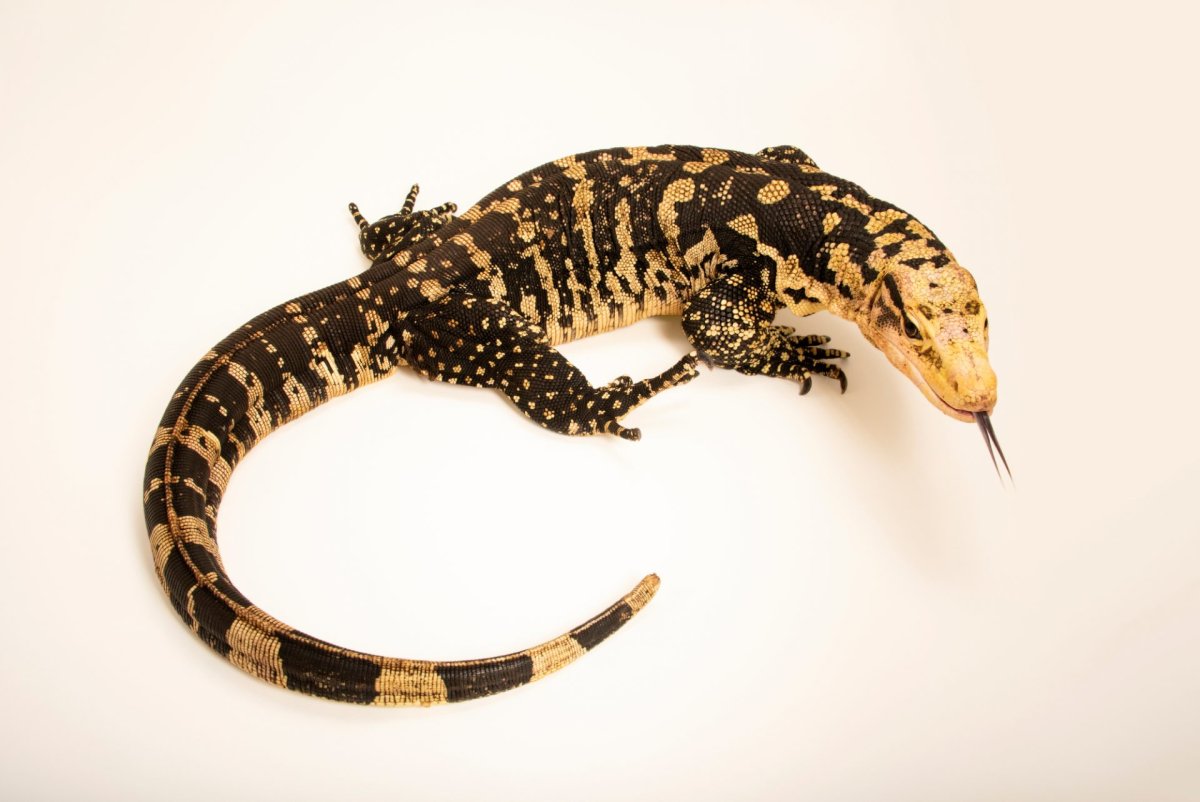 Varanus doreanus