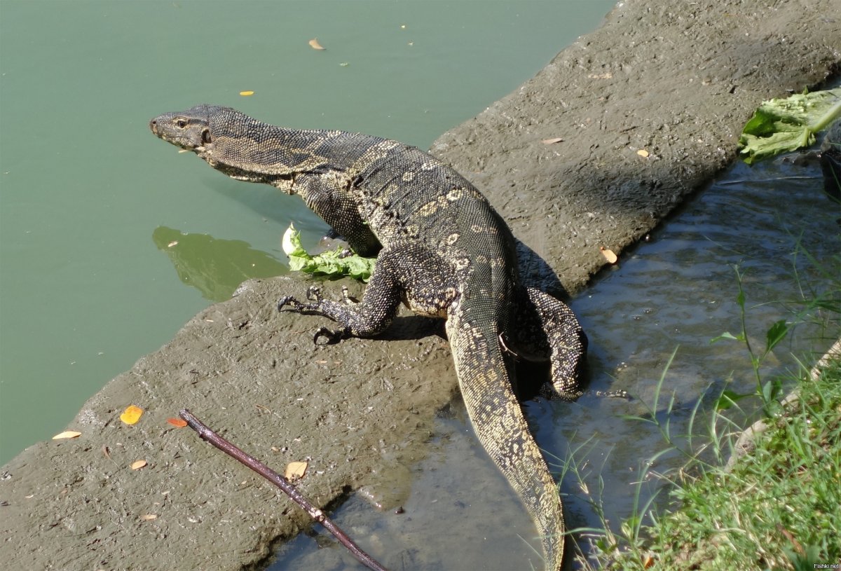 Варан Самуи