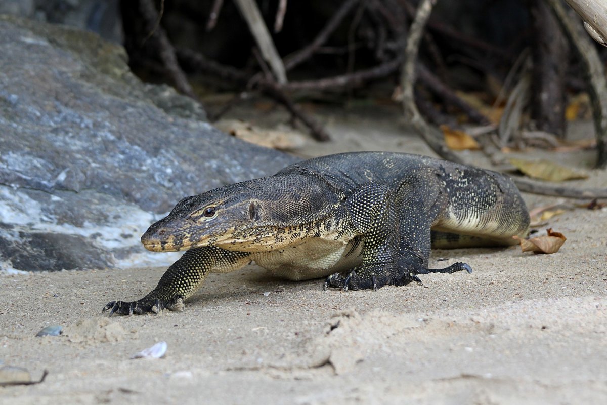 Вараны в Тайланде