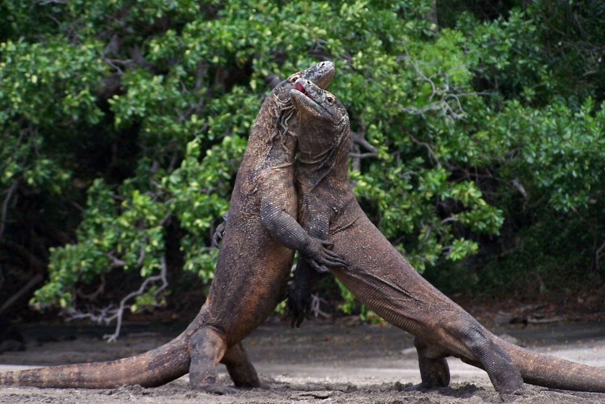 Комодский Варан детеныш