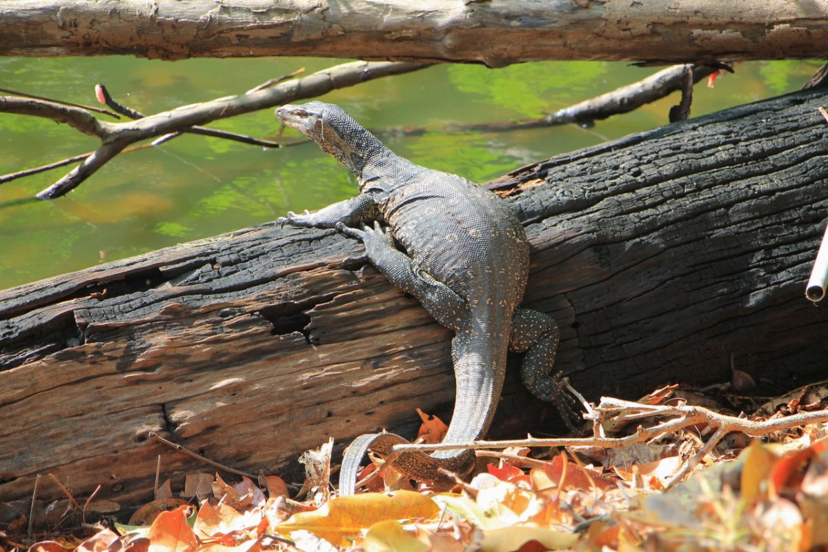 Пражский зоопарк Комодский Варан