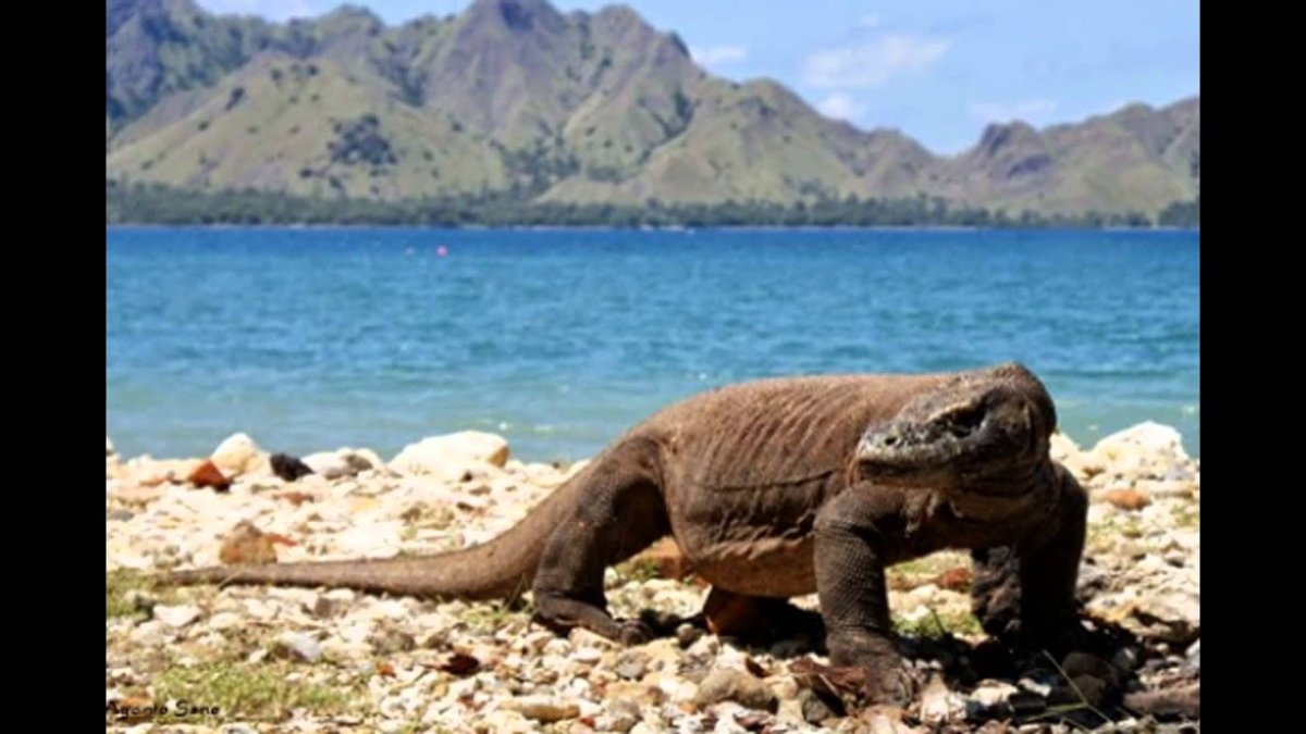 Капский Варан