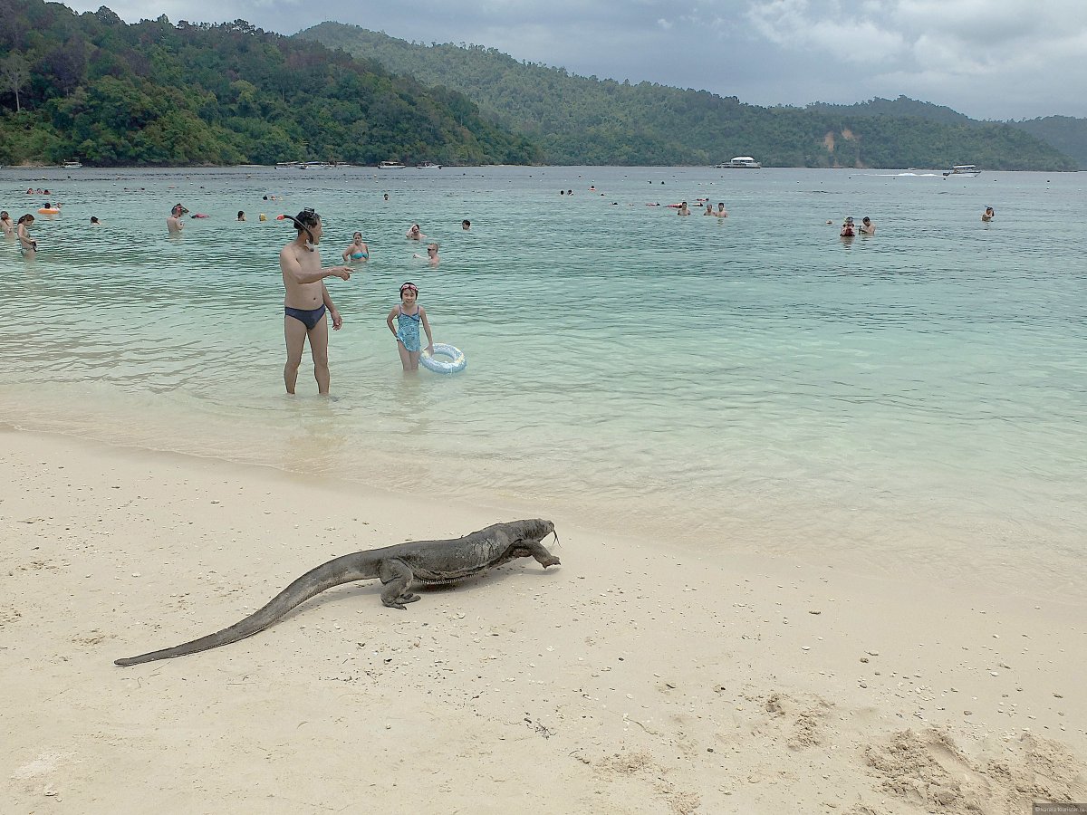 Варан на заборе