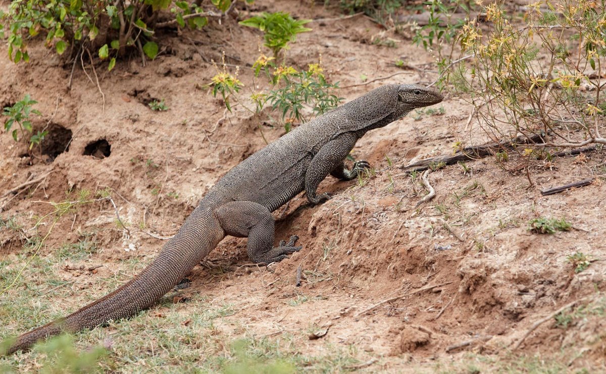 Комодский Варан хвост