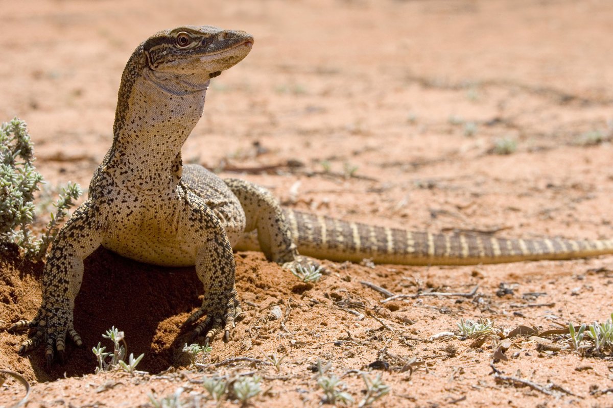 Комодский Варан зубы