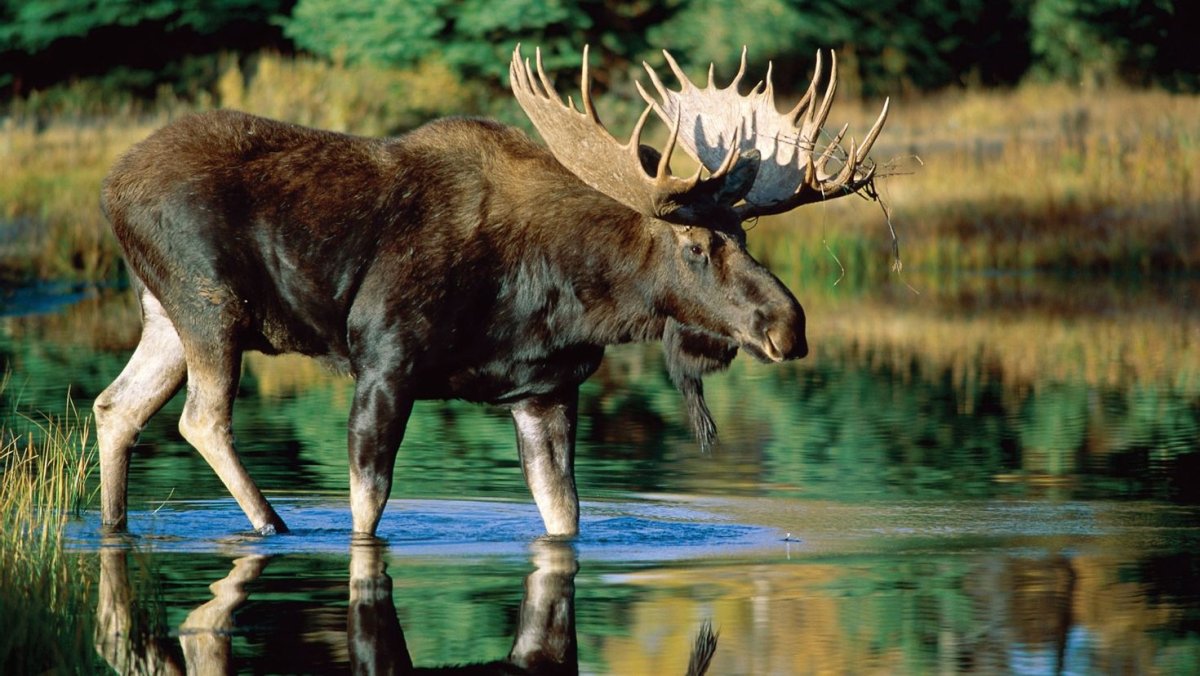 Уссурийский Лось