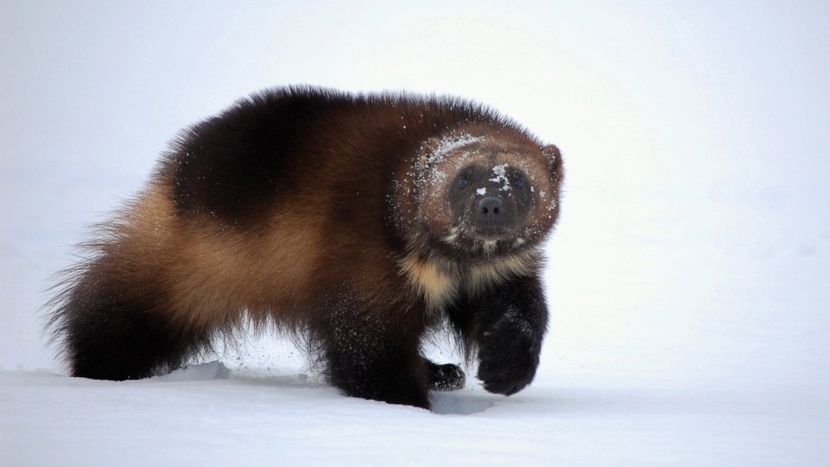 Дикие звери леса