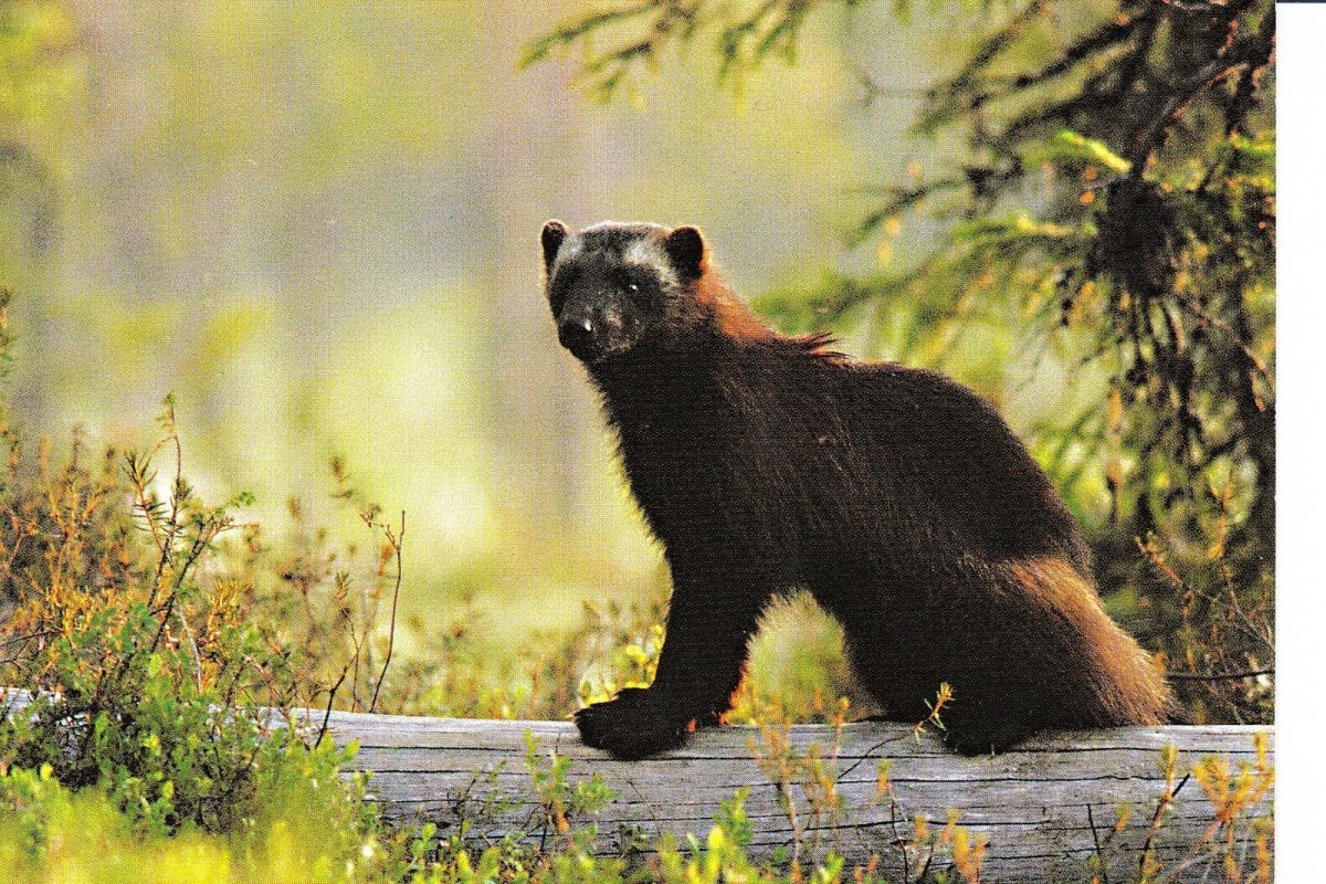 Росомаха Тайга Сибирь