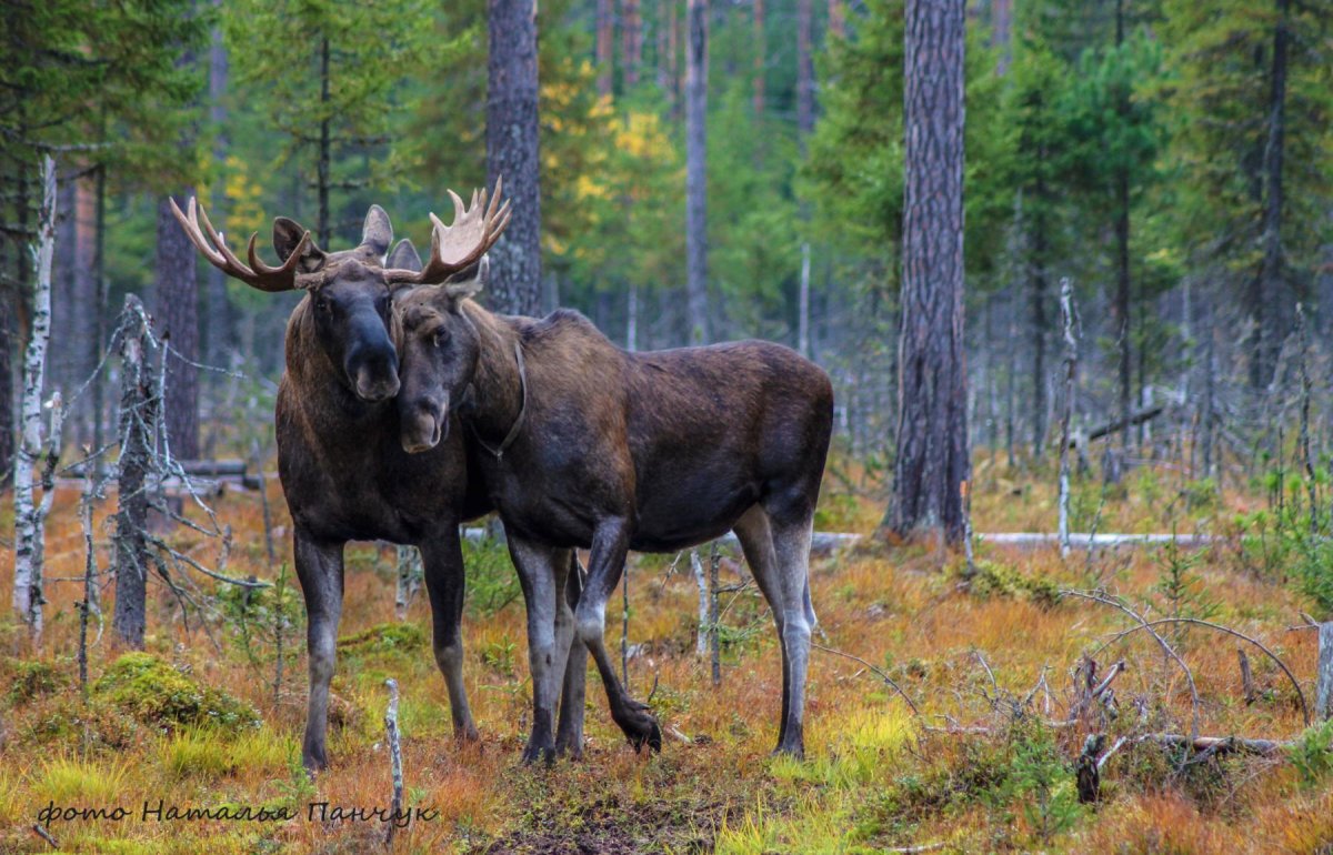 Печоро Илычский заповедник Республики Коми