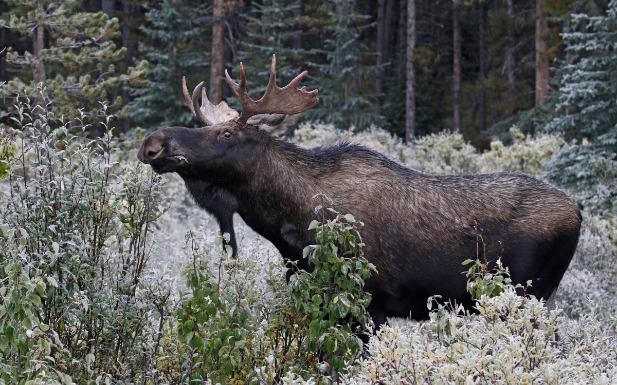 Аляскинский Лось