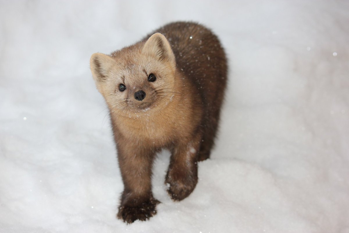 Югыд ва национальный парк животные Соболь