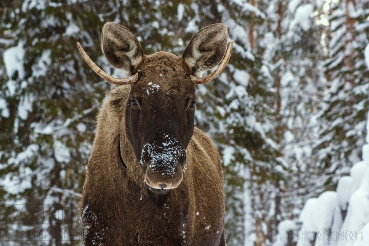 Печоро-Илычский заповедник лоси