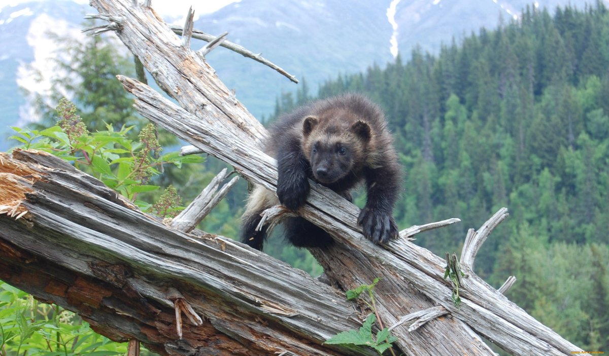 Росомаха в Республике Коми