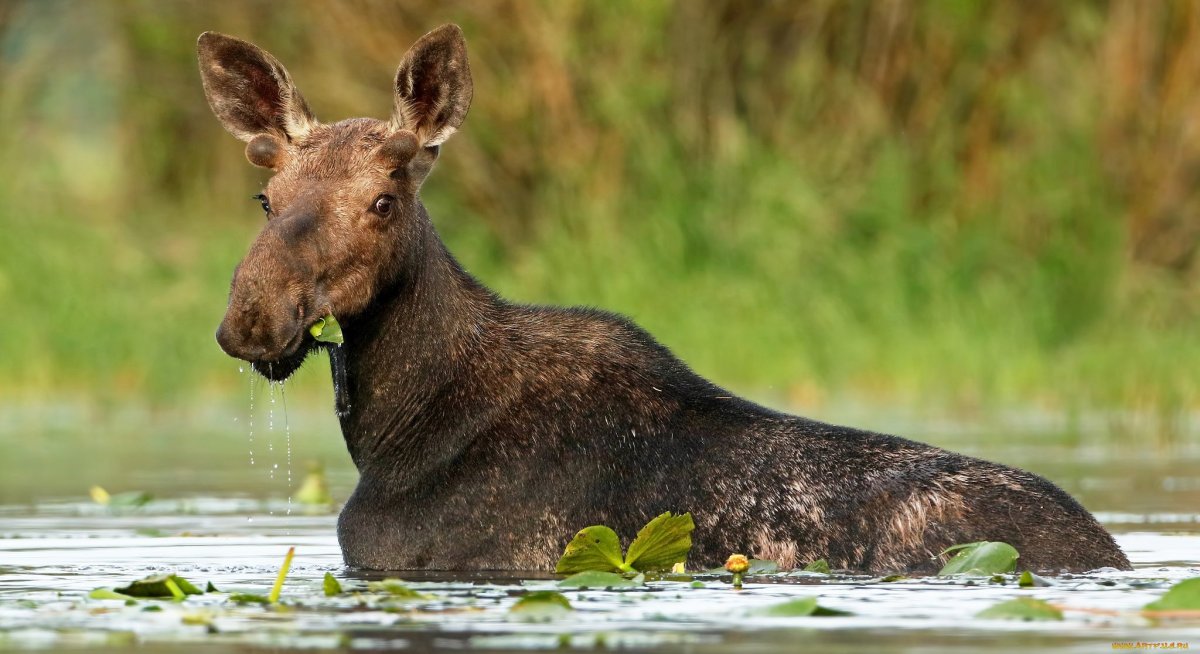 Росомаха на Кольском полуострове