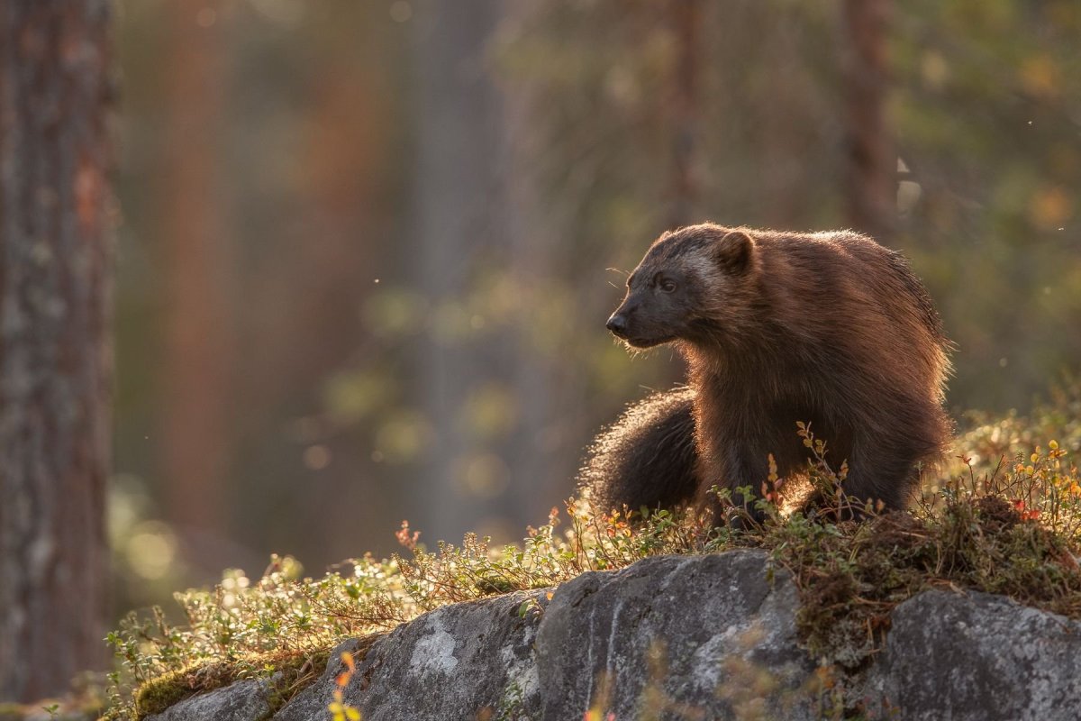 Лось Восточно Сибирский Сохатый