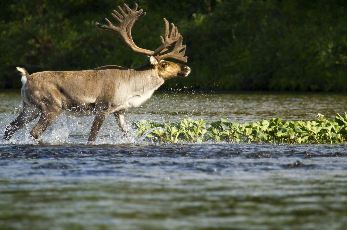 Животные парка Югыд ва