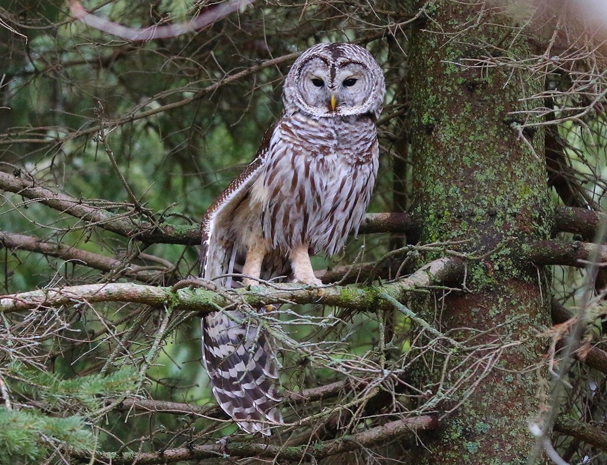 Бородатая неясыть Таймыр