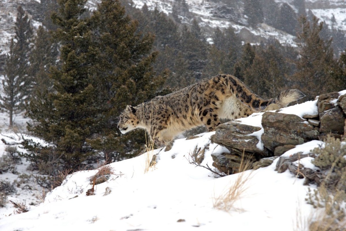 Животные национального парка Югыд ва