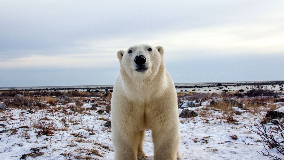 Белый медведь обои