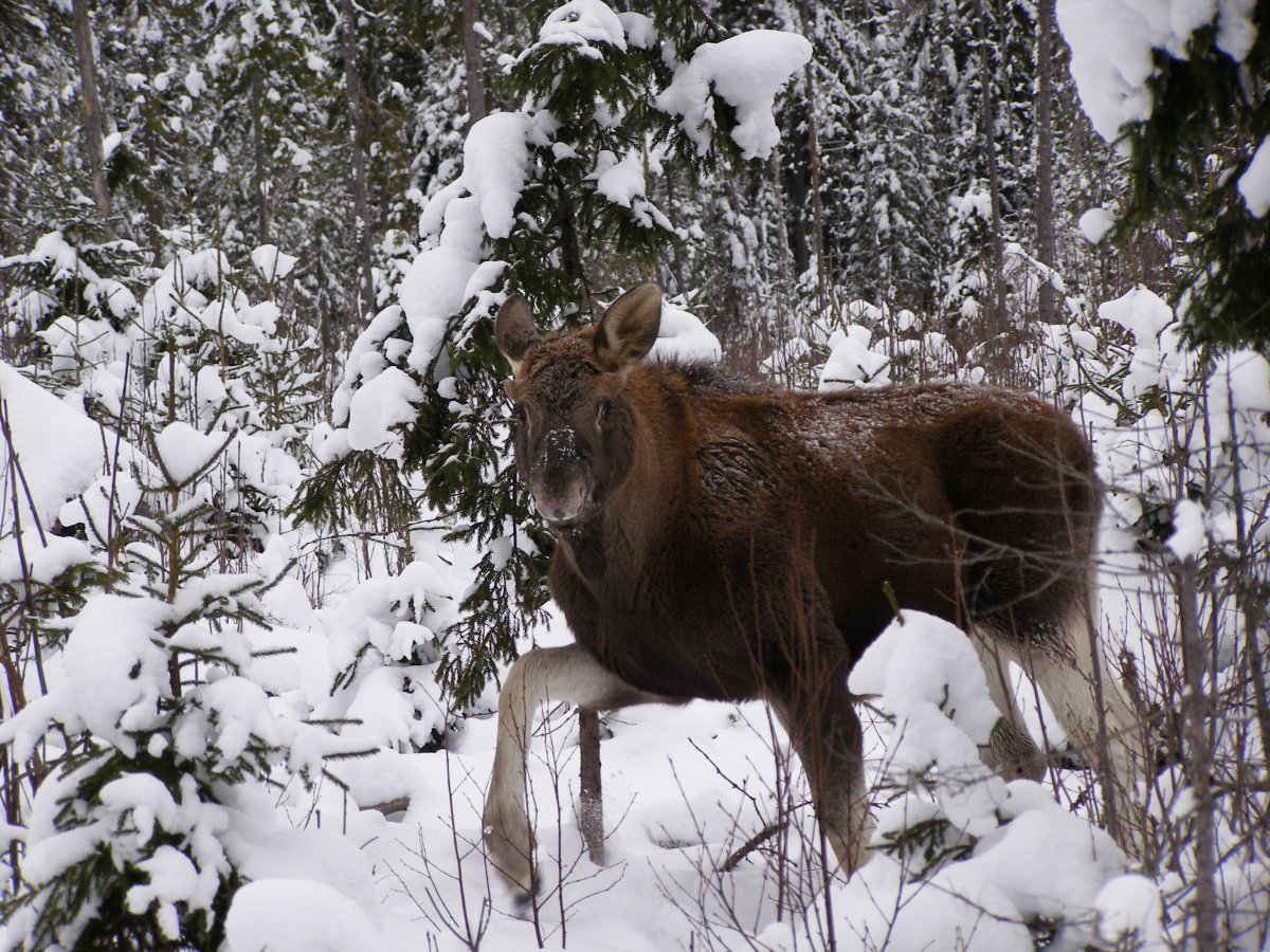 Животные лесов Республики Коми