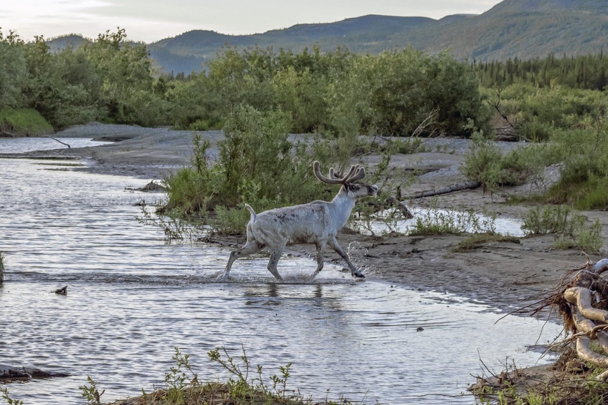 Северный Урал Печоро Илычский заповедник