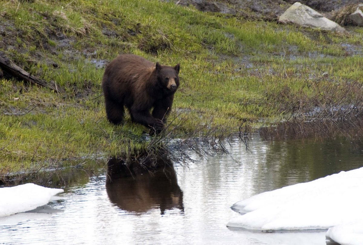 Лунь канюк тетеревятник