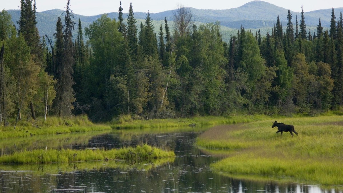Кувайская Тайга