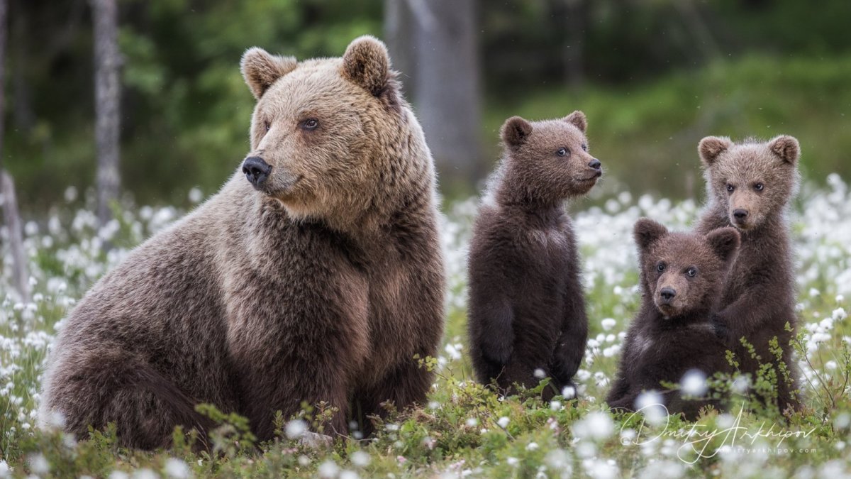 Бурый медведь Республики Коми