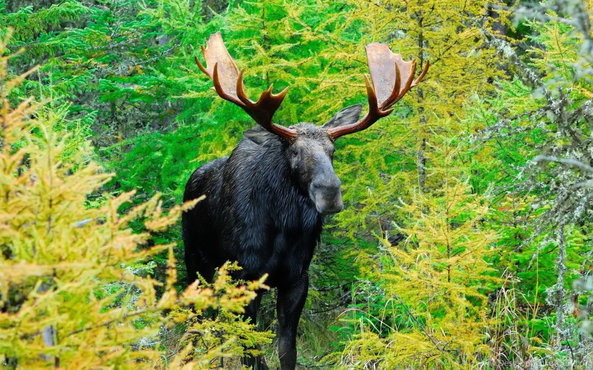 Рысь в Финляндии