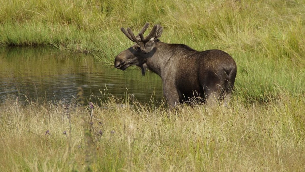 Лось в Липецкой области