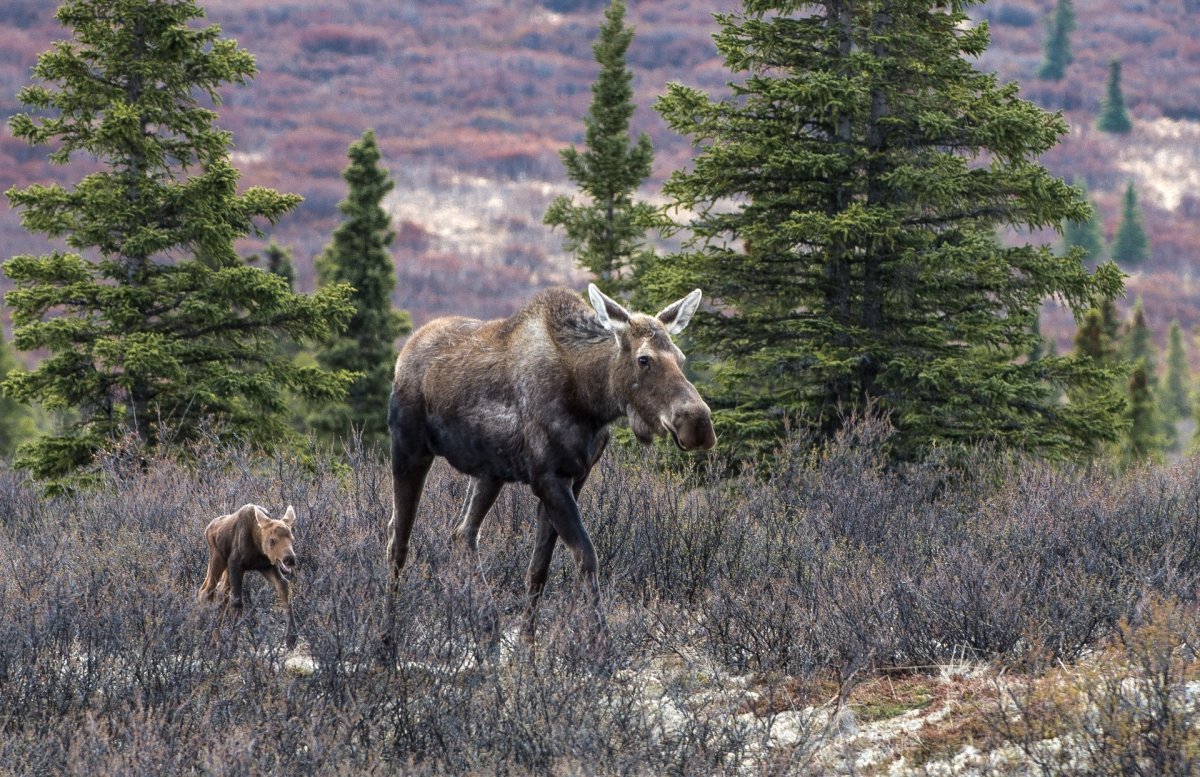 Песец альбинос