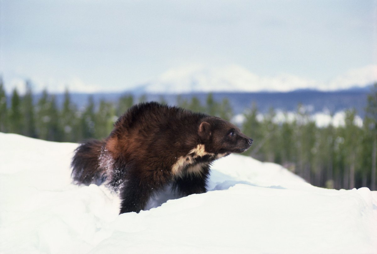 Печоро Илычский заповедник Республики Коми