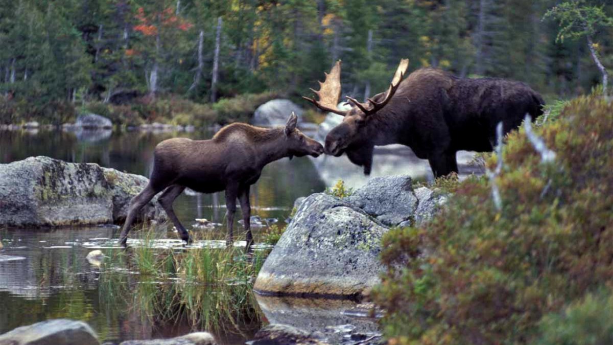 Ильменский заповедник Лось