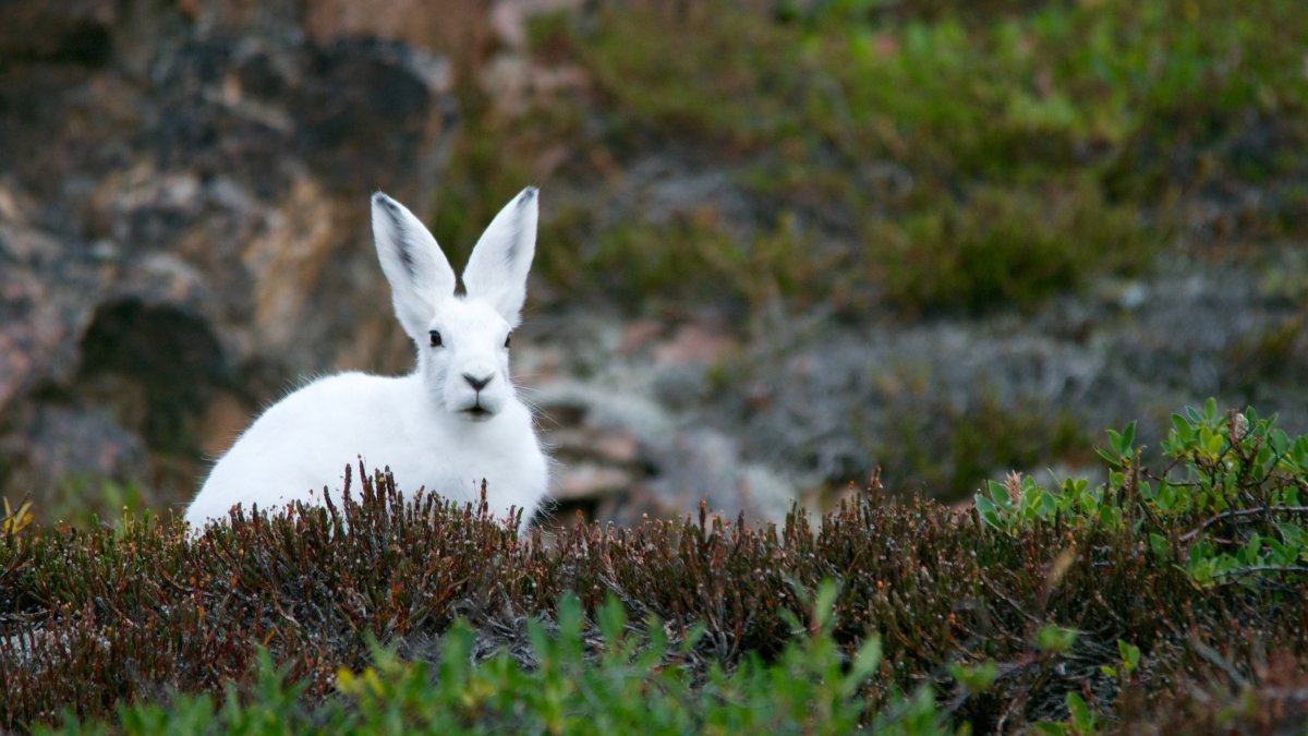 Арктический заяц Беляк