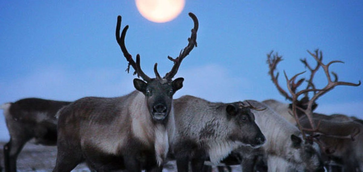 Росомаха Чукотка