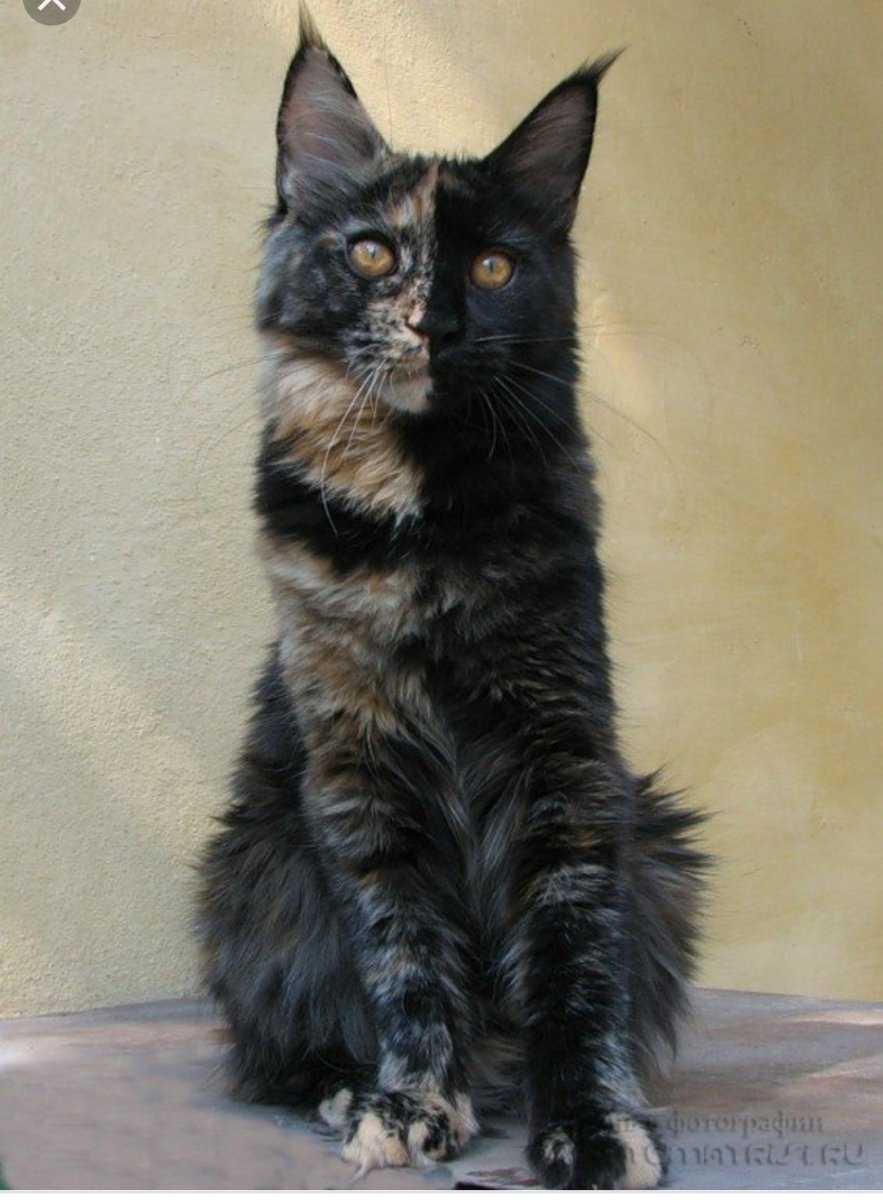 Каракал Гоша