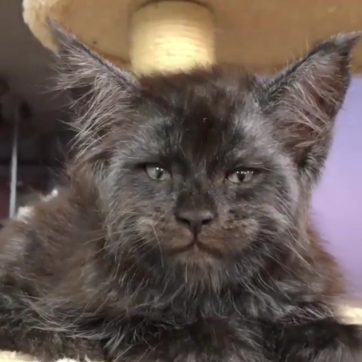 Мейн кун пушистый