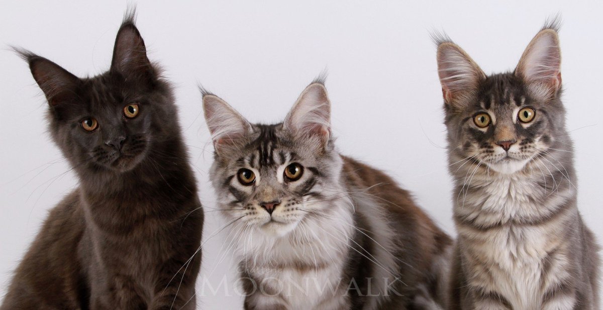 Ориентальная кошка и Мейн кун